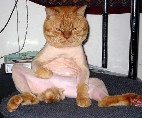 кот снял кофту кот снял кофту