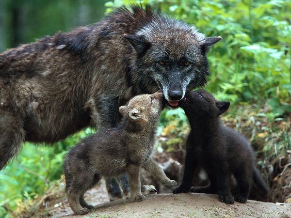 Красивые животные21 Красивые животные21