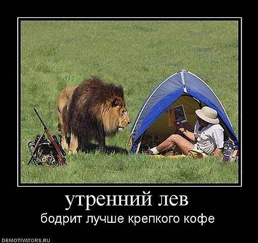 утренний лев)) утренний лев))
