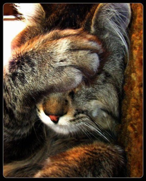 Котэ's Facepalm Котэ's Facepalm