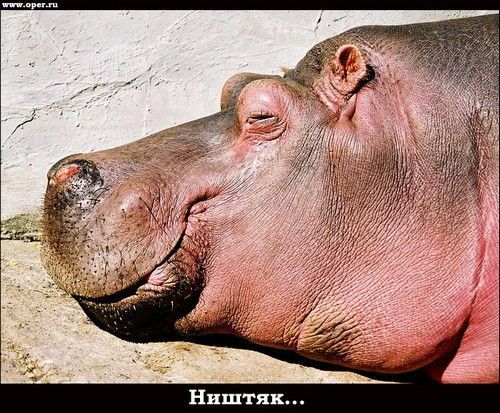 Радость Sl4m'а Радость Sl4m'а